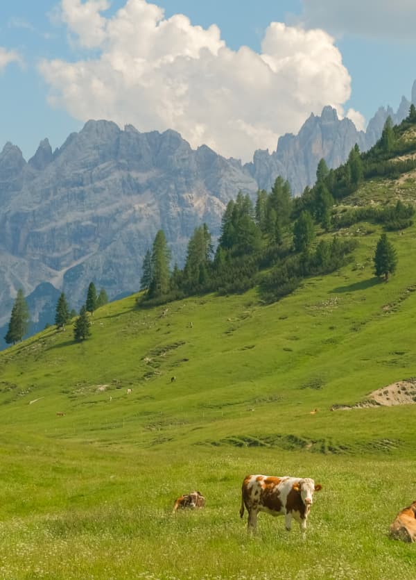 Alpine cows, Dolomites 2026