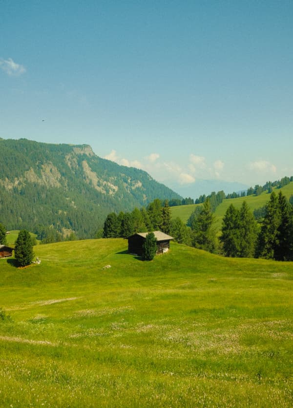 Alpine meadow, Dolomites 2026