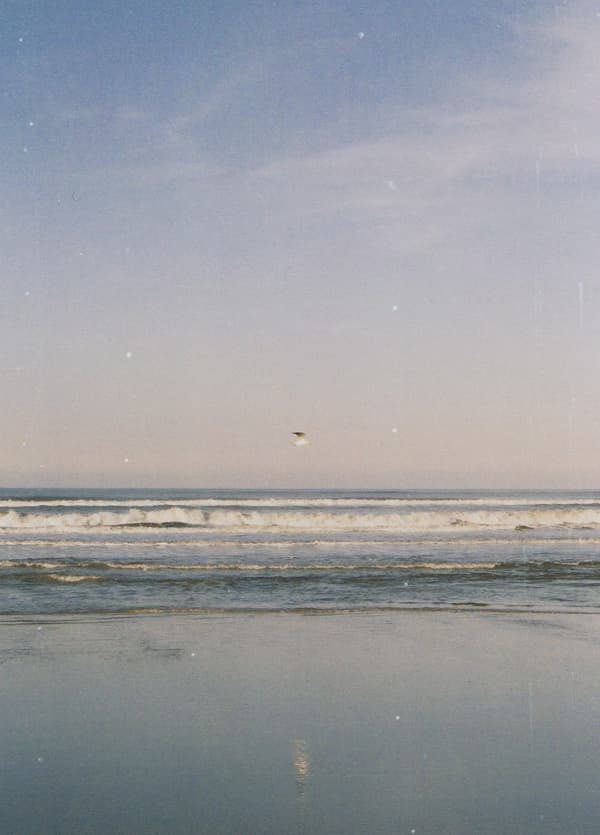 Beach bird, Netherlands 2020