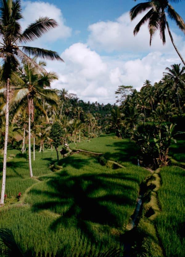 Tegalalang rice terrace, Bali 2022