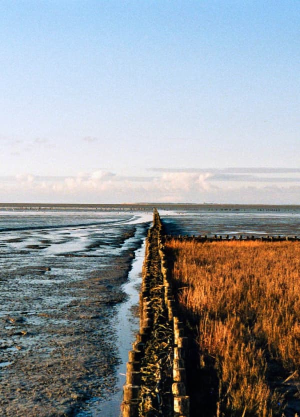 Wadden at low tide, Wadden Sea 2021