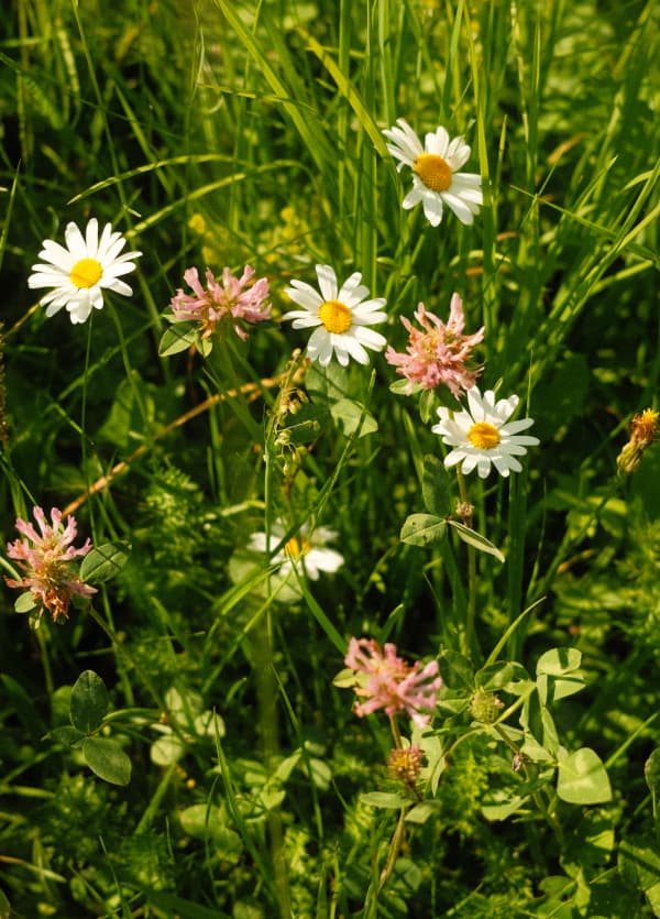 Wildflowers, Dolomites 2026